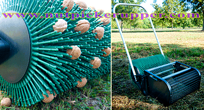 nut picker upper - gatherer, collector, harvester