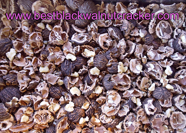 best black walnut nutcracker