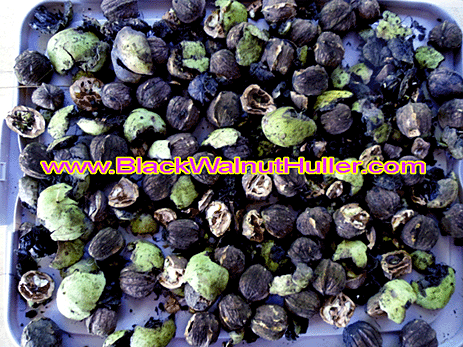 Electric Black Walnut Huller - Hulled Black Walnuts